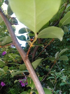 IMG_20180429_132451-a2373.jpg